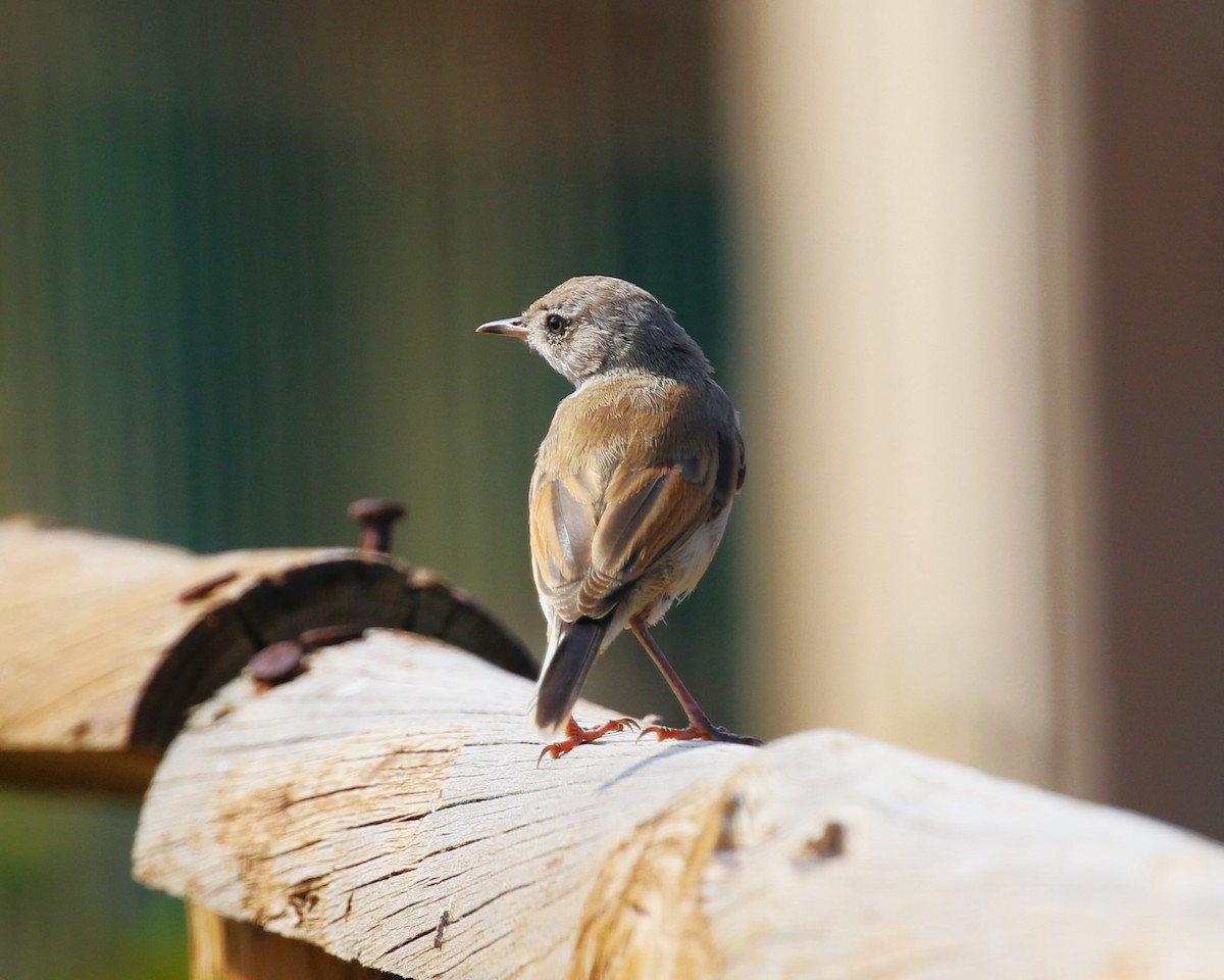 Spectacled Warbler - ML622934047