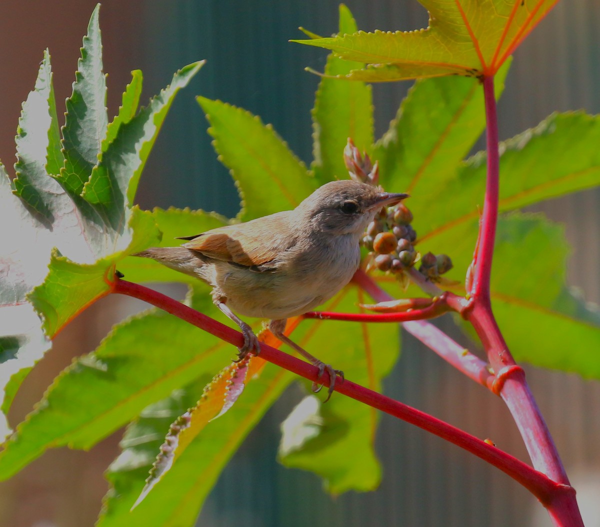 Spectacled Warbler - ML622934048