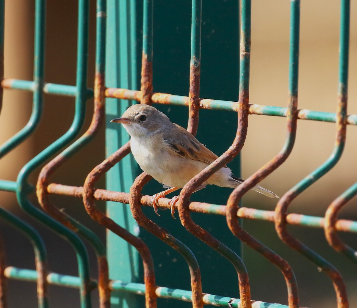 Spectacled Warbler - sean clancy