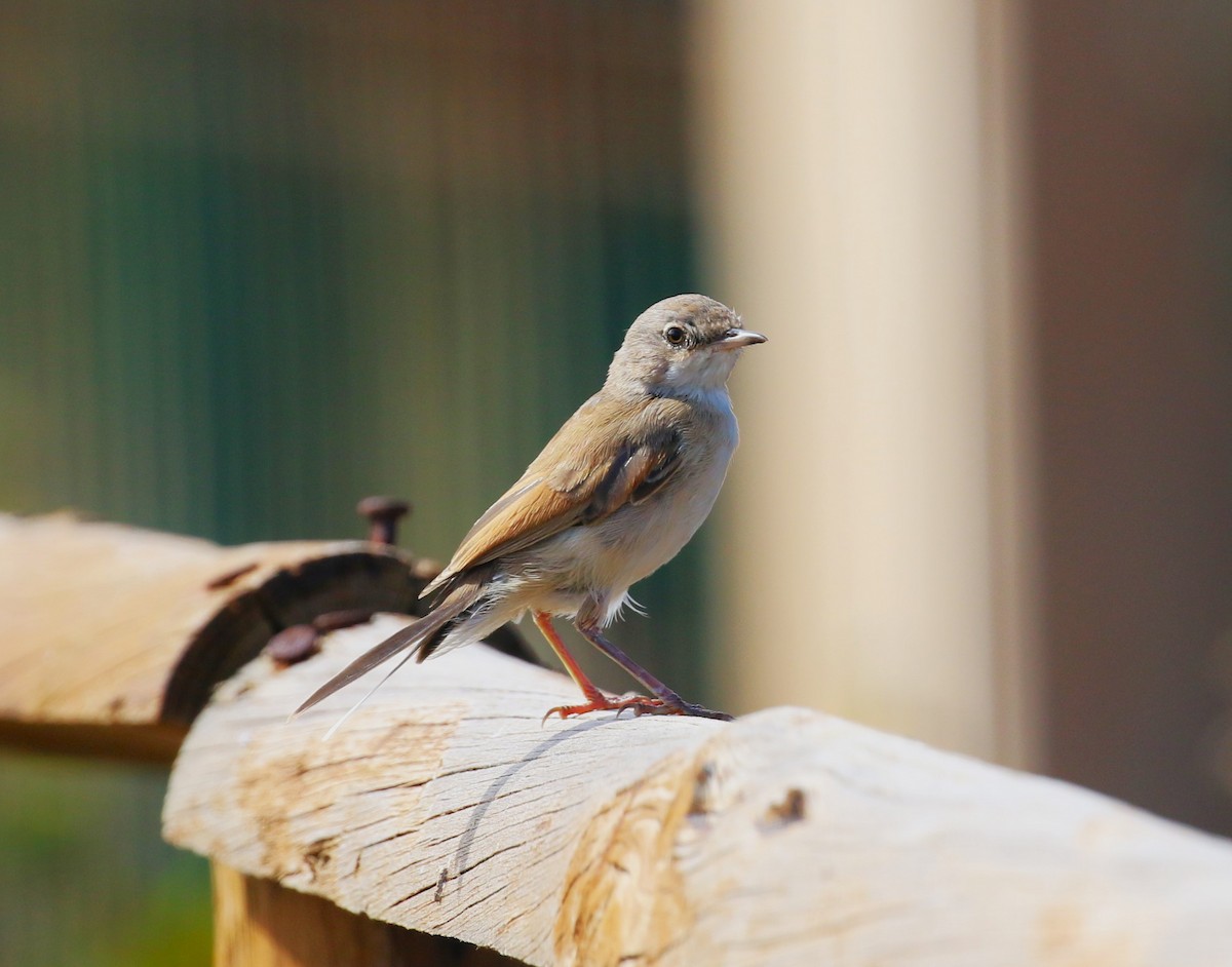 Spectacled Warbler - ML622934050