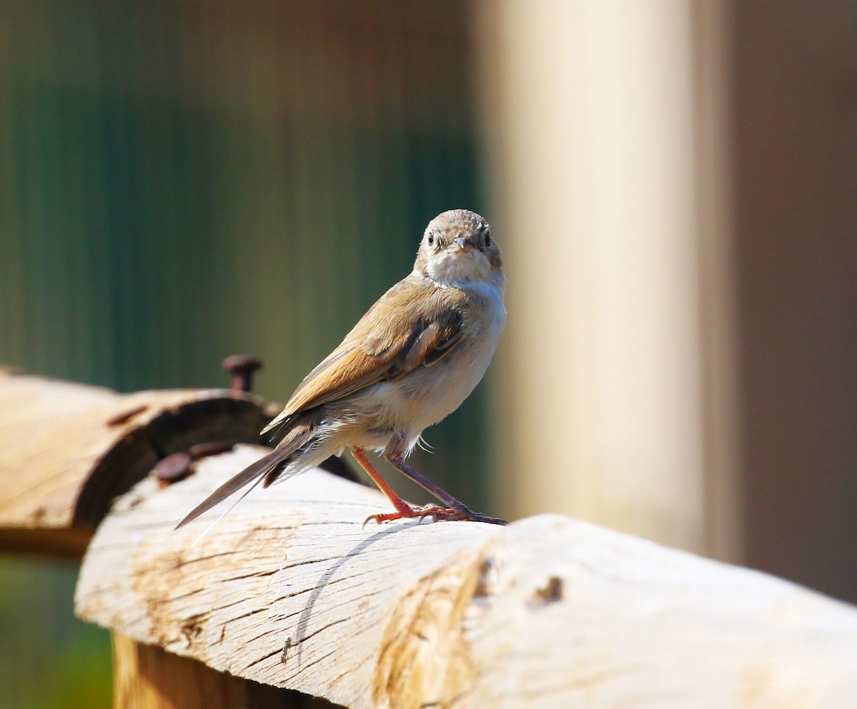 Spectacled Warbler - ML622934051