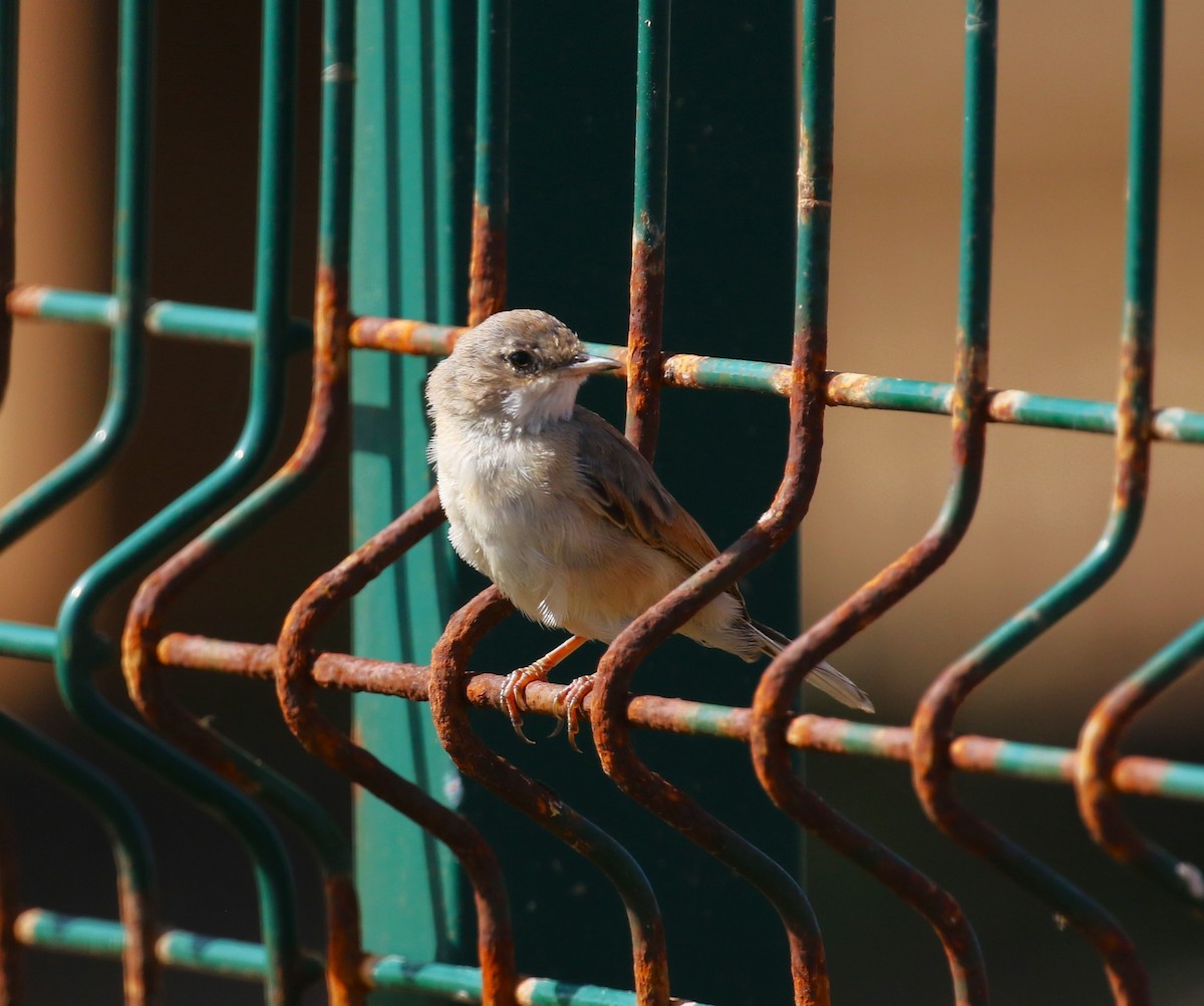 Spectacled Warbler - ML622934052