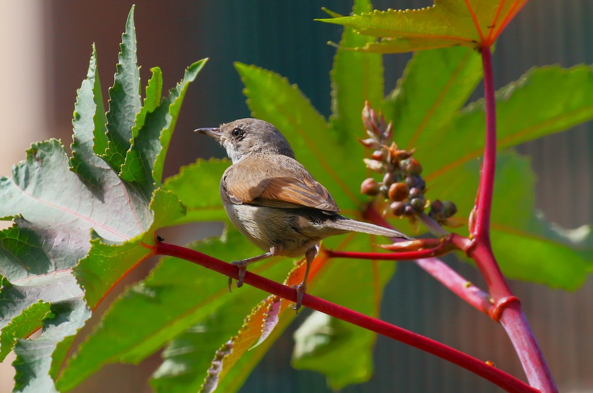 Spectacled Warbler - ML622934054