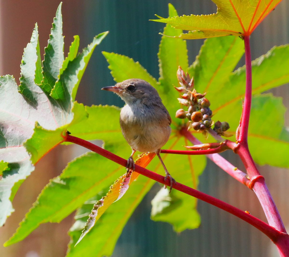 Spectacled Warbler - ML622934055