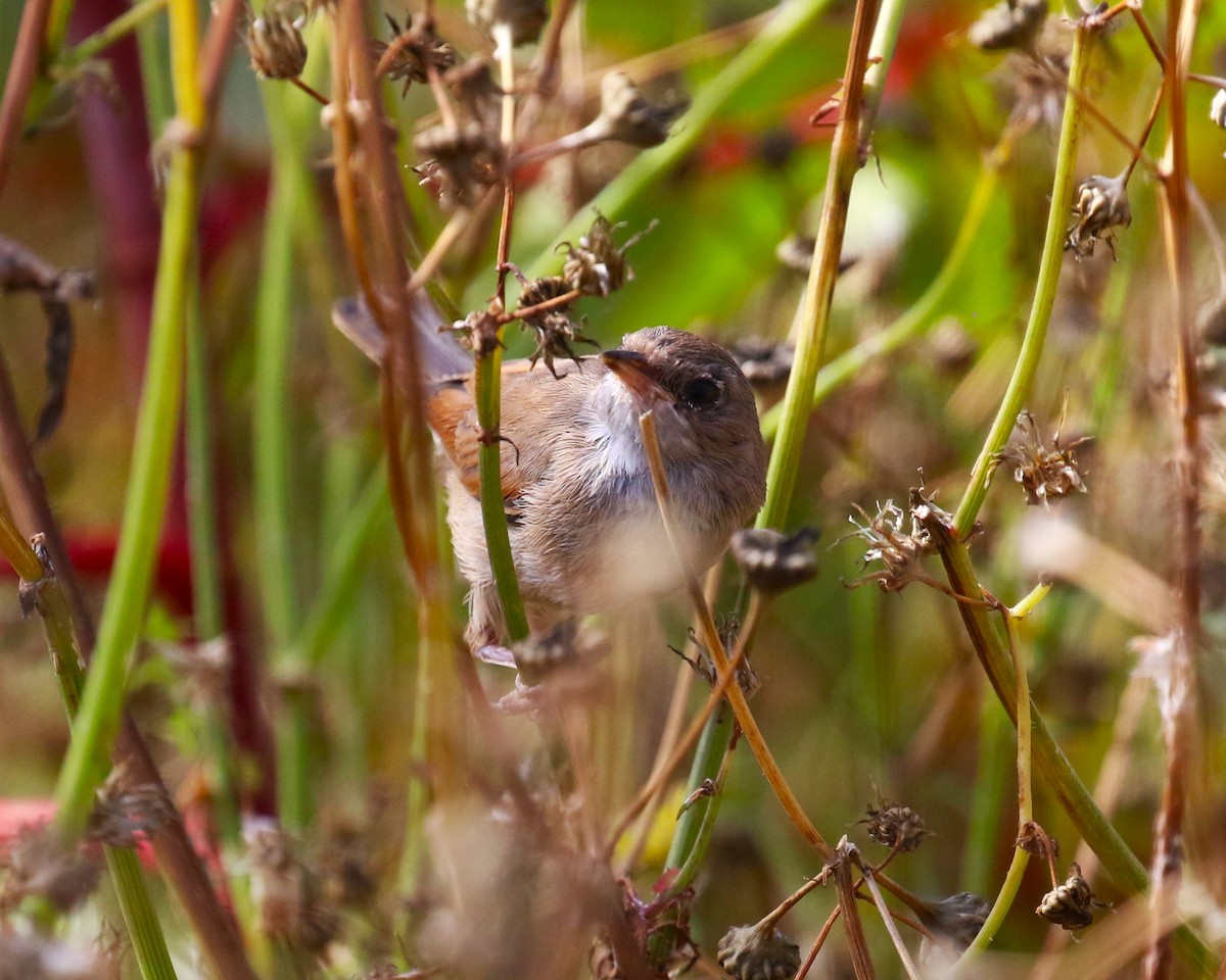 Spectacled Warbler - ML622934056