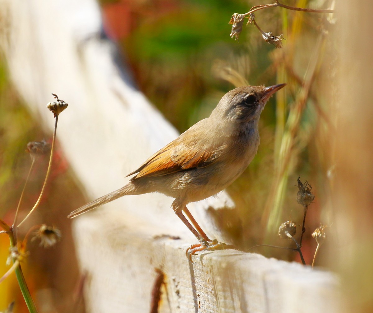 Spectacled Warbler - ML622934057