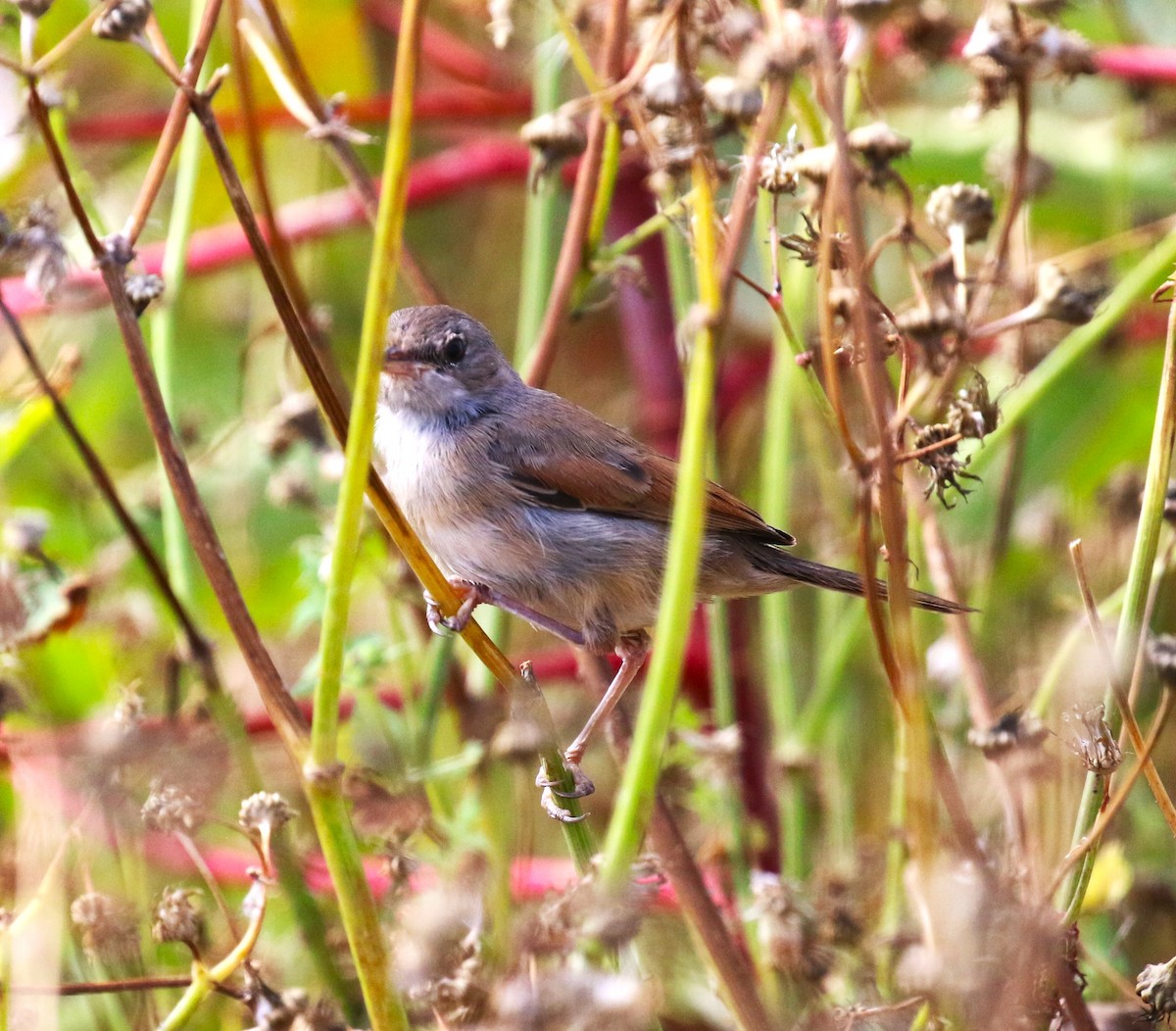 Spectacled Warbler - ML622934058