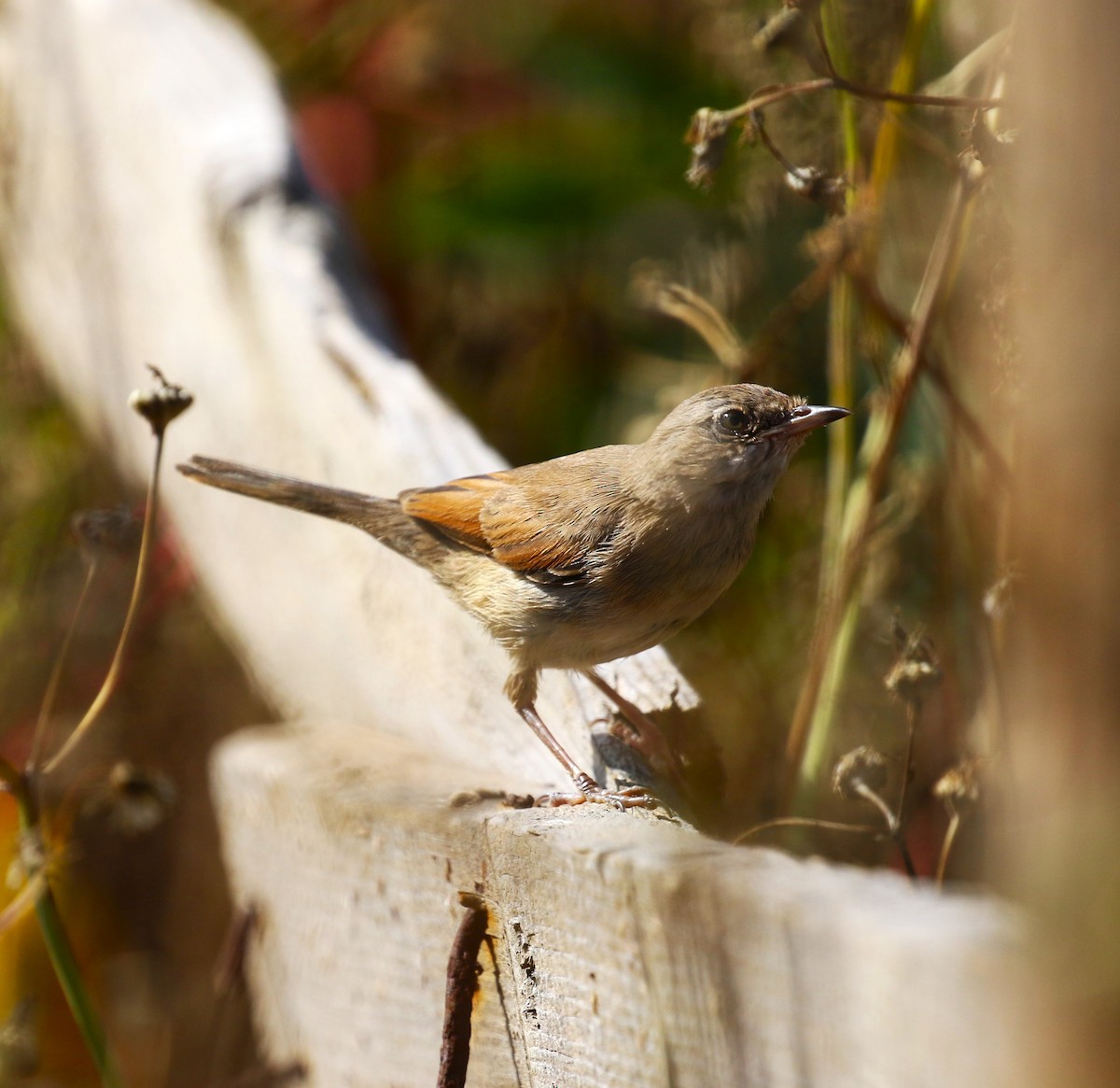 Spectacled Warbler - ML622934059