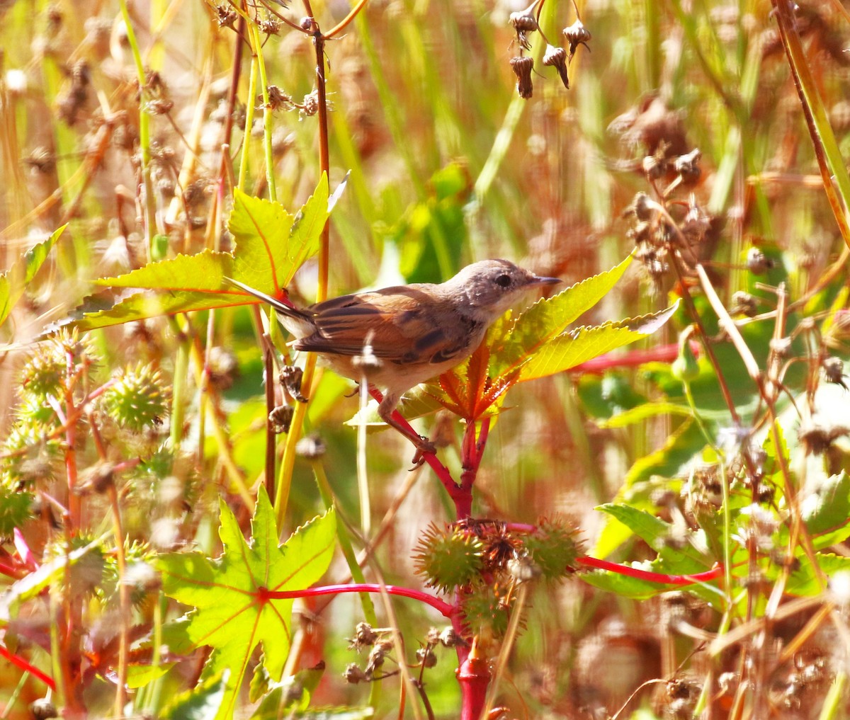 Spectacled Warbler - ML622934060