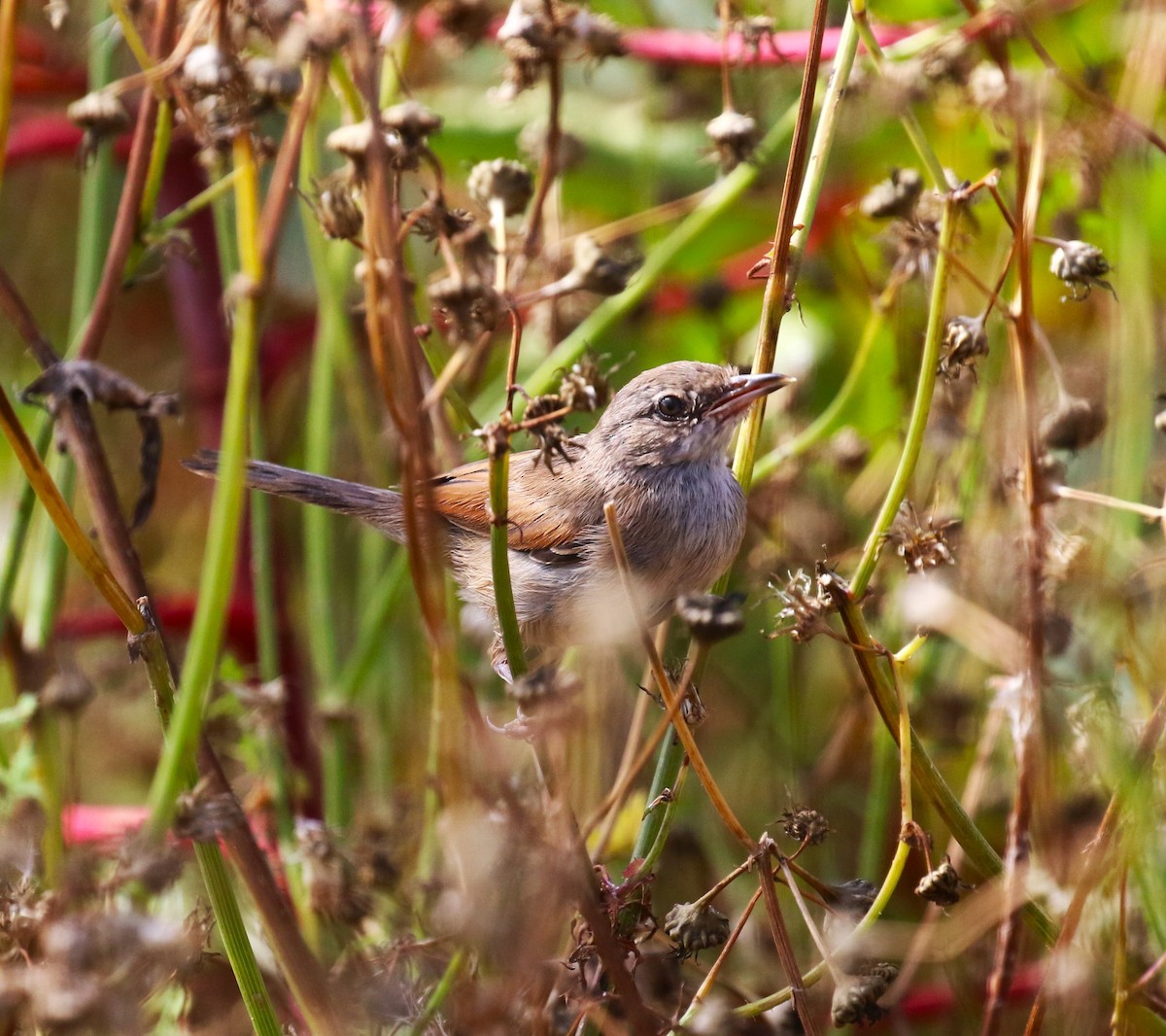 Spectacled Warbler - ML622934061