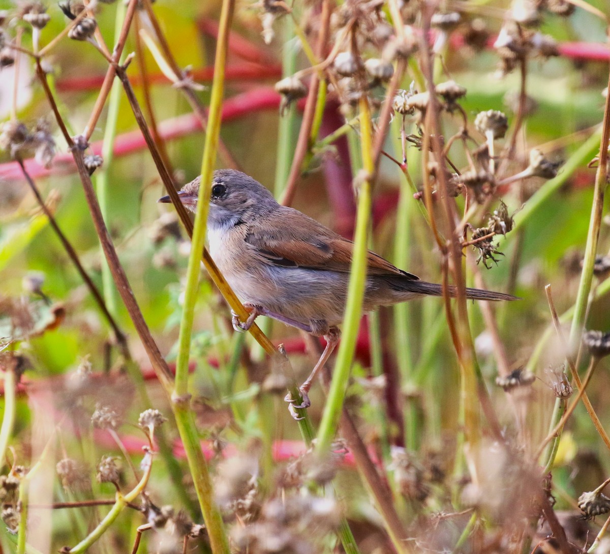 Spectacled Warbler - ML622934062