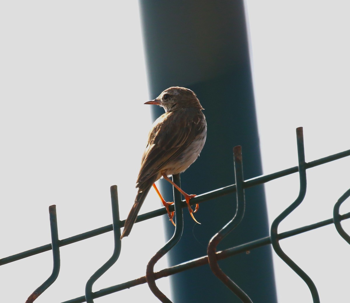 Berthelot's Pipit - ML622934098