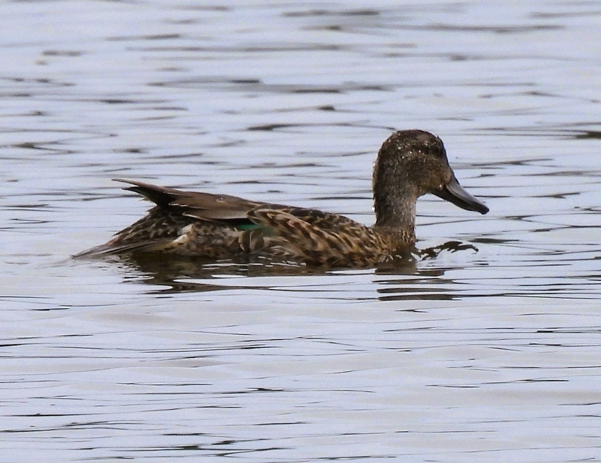 Green-winged Teal - ML622934121