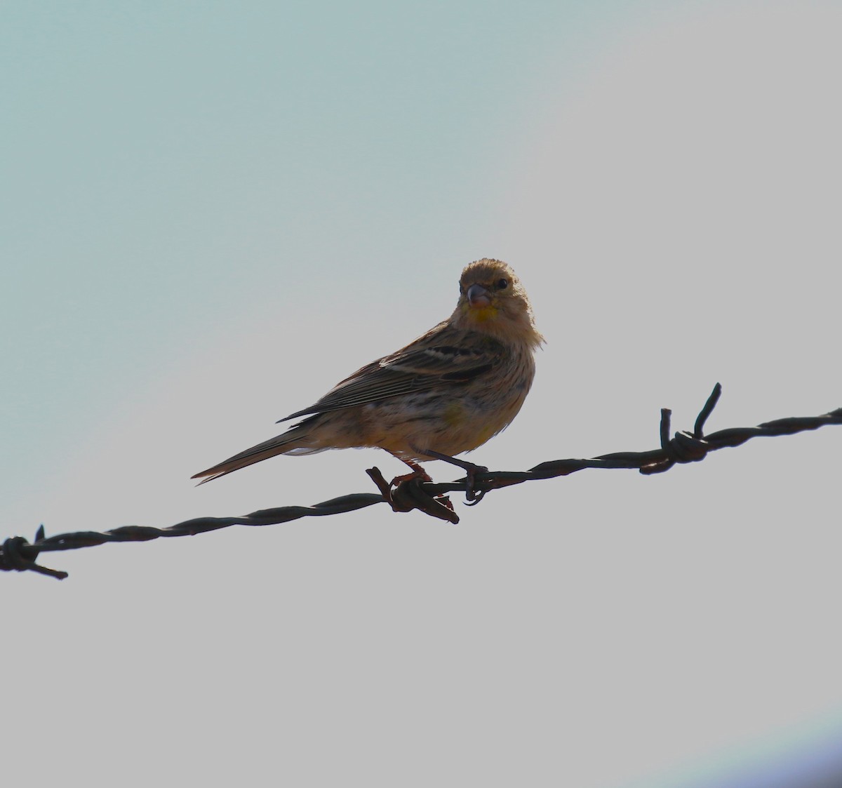 Island Canary - ML622934128