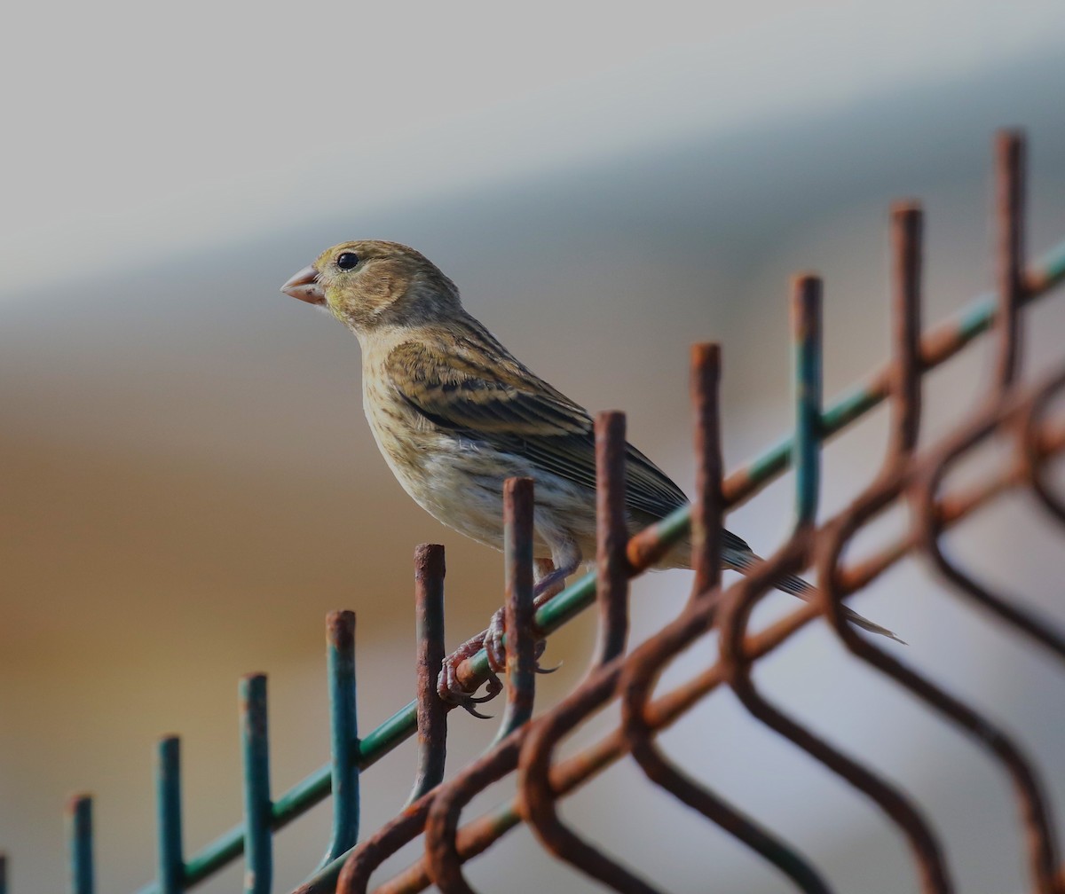 Island Canary - ML622934135