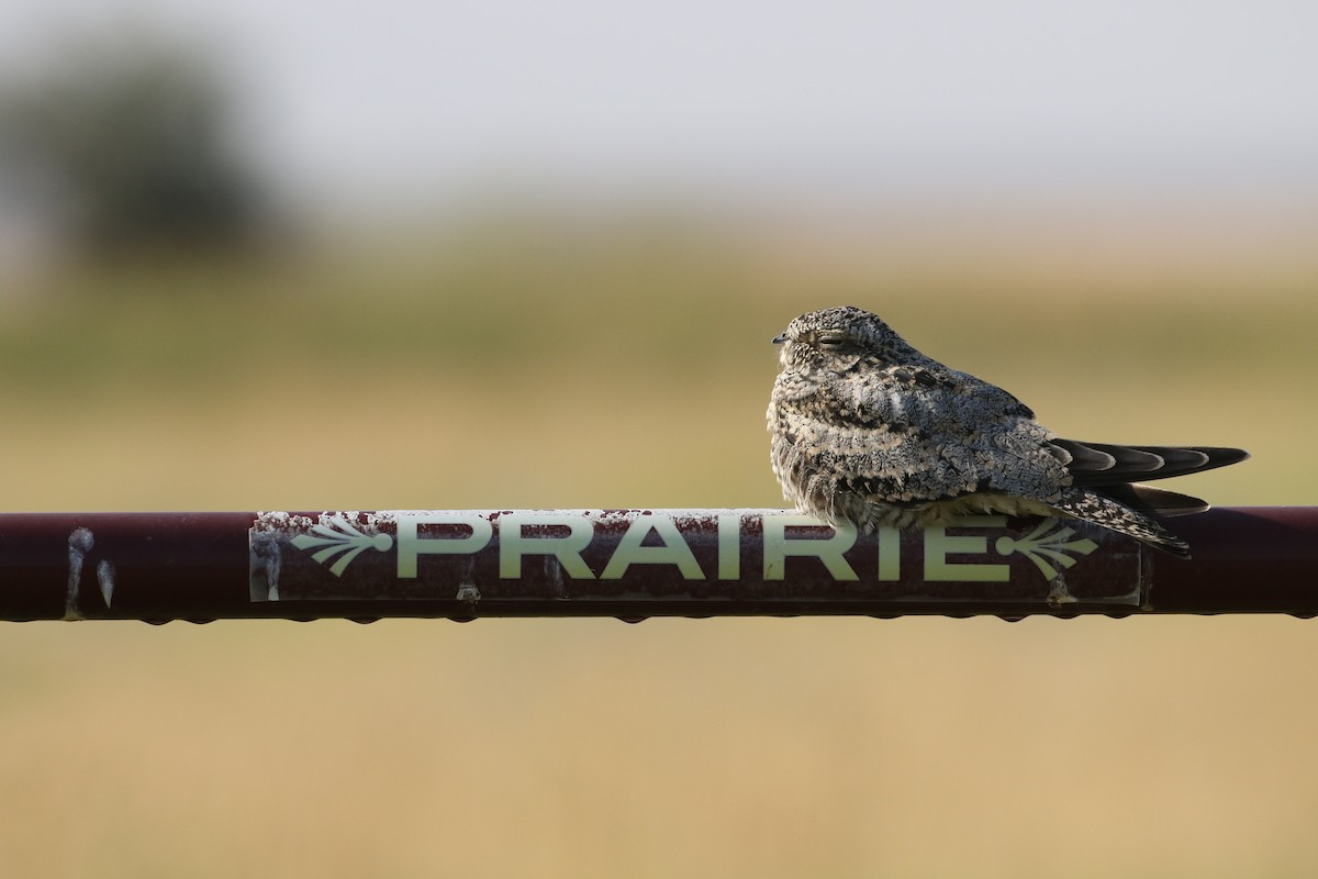 Common Nighthawk - Zach Greene