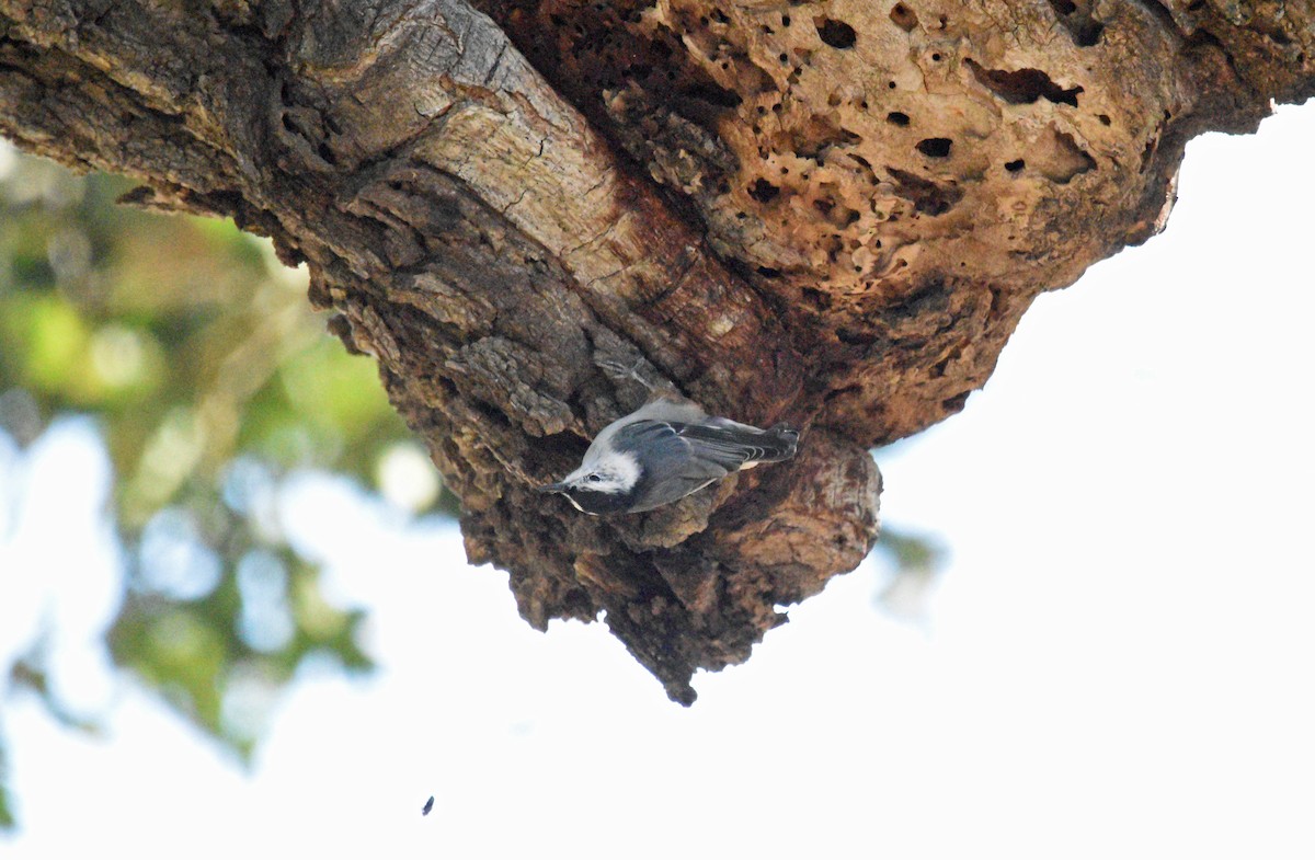 White-breasted Nuthatch - ML622934198