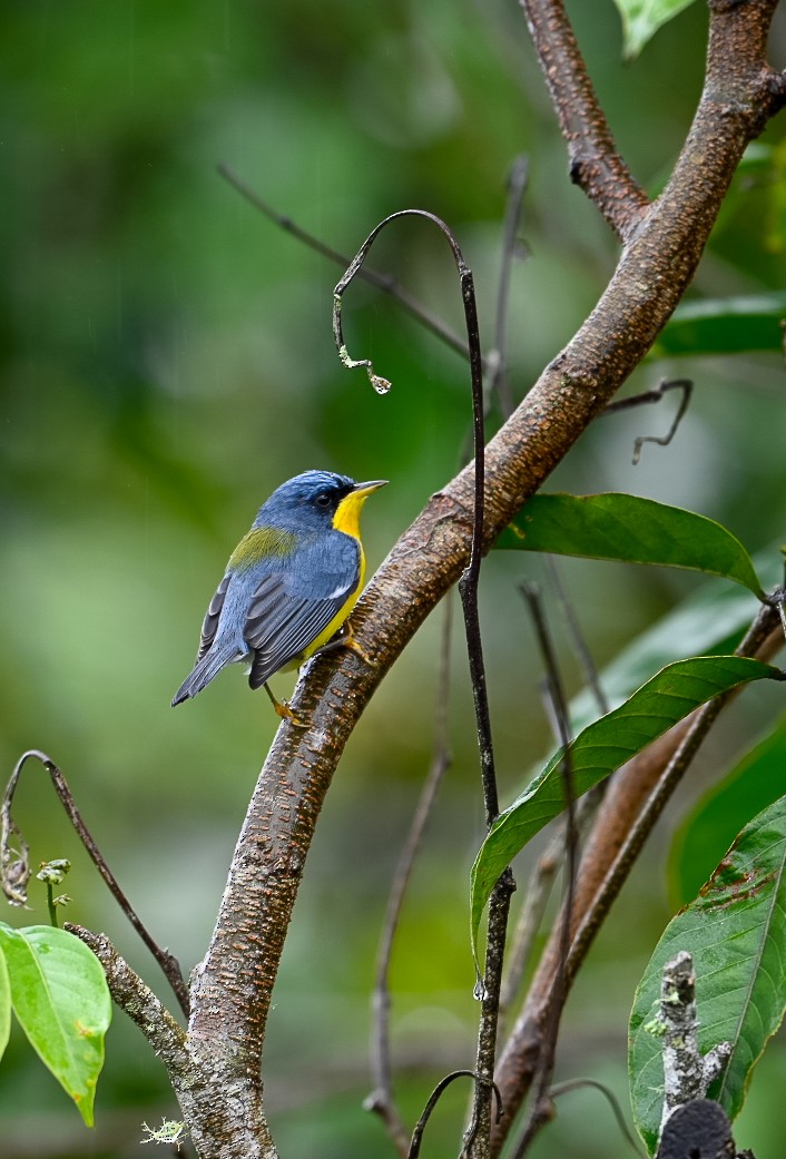 Tropical Parula - ML622934199