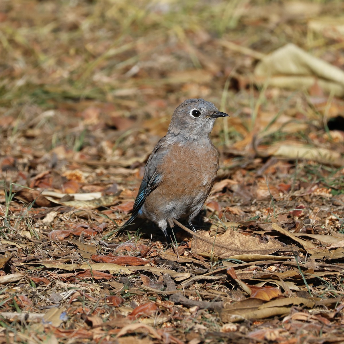 Western Bluebird - ML622934247