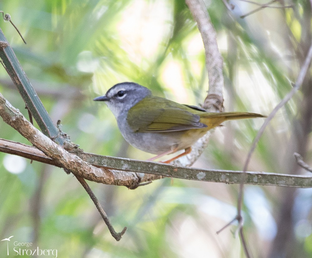 White-browed Warbler - George Strozberg