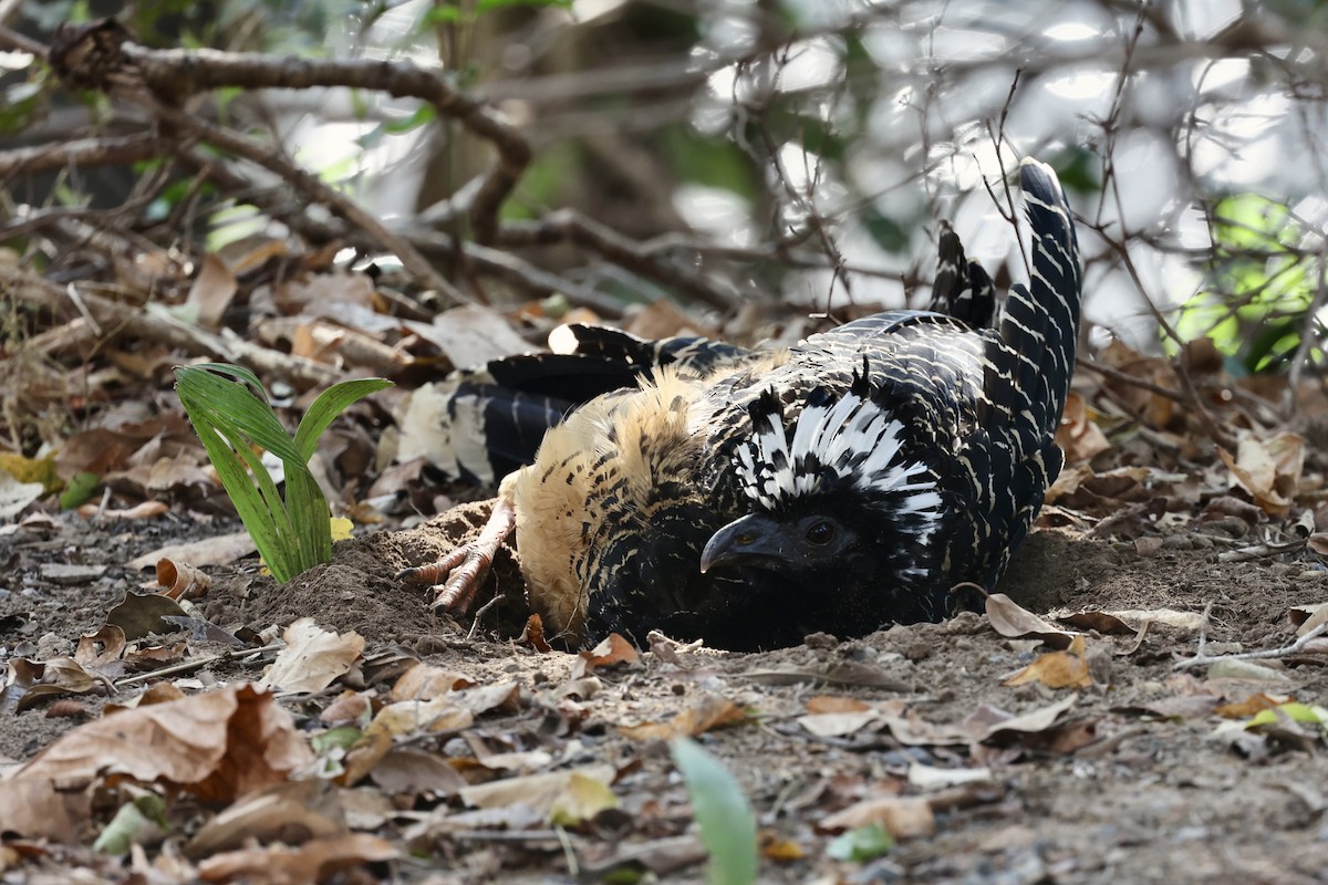 Bare-faced Curassow - Morgan Tingley