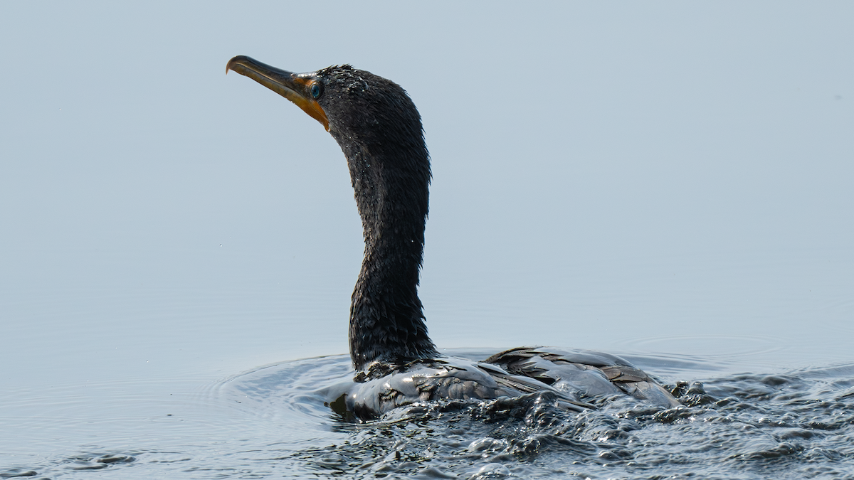 Double-crested Cormorant - Xinsheng Wei