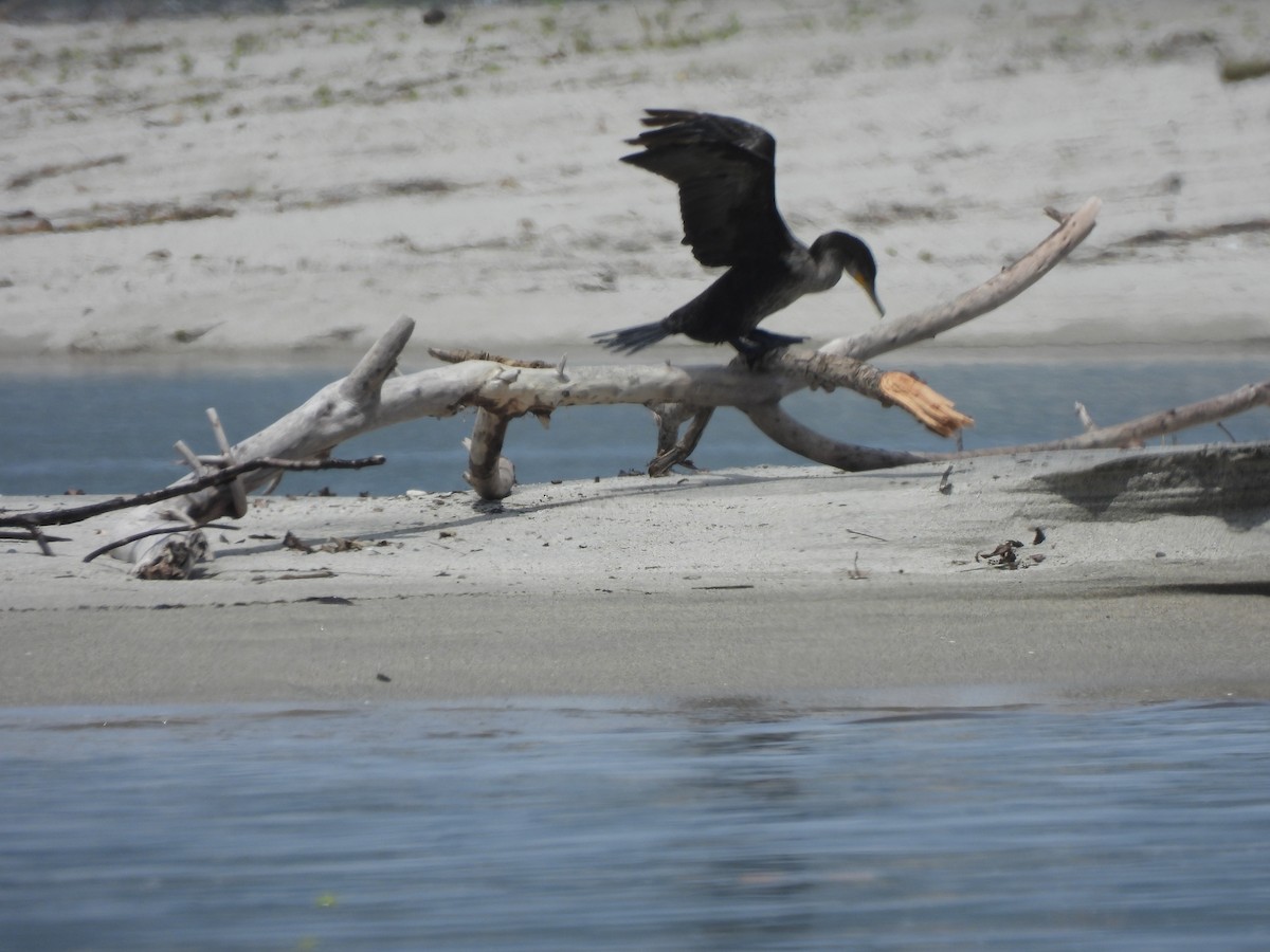 Neotropic Cormorant - Agustina Medina