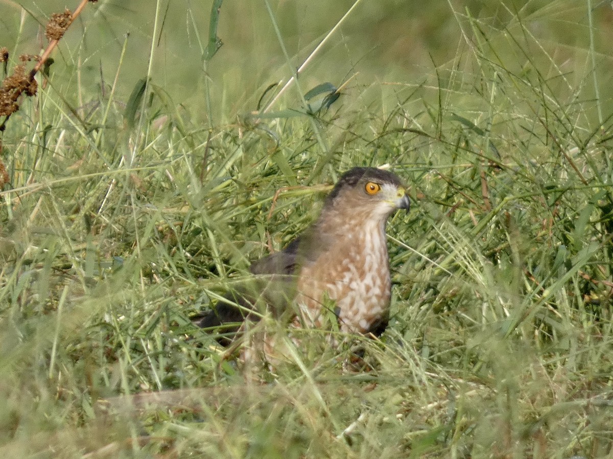 Cooper's Hawk - ML622934403