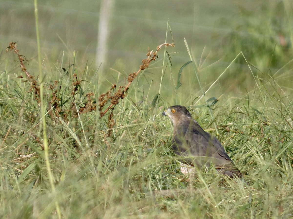 Cooper's Hawk - ML622934404