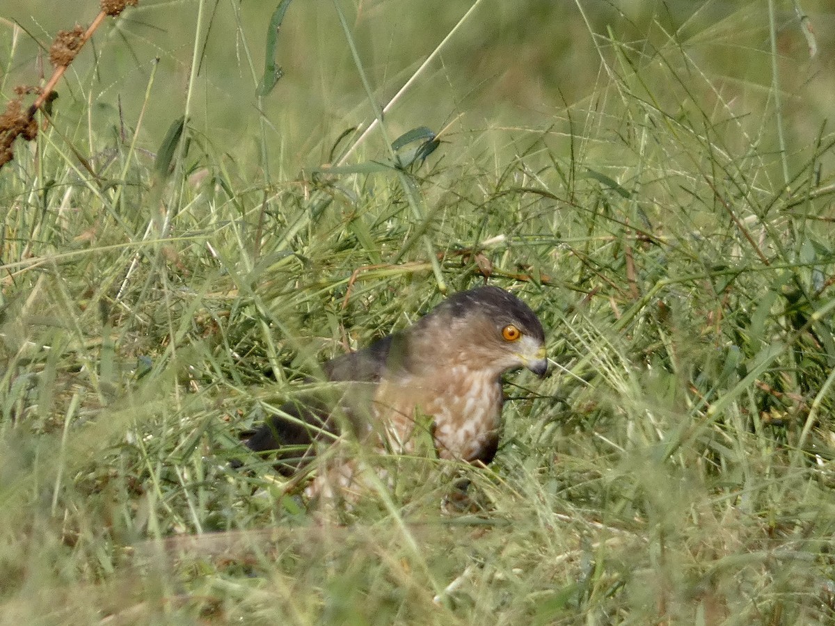 Cooper's Hawk - ML622934406