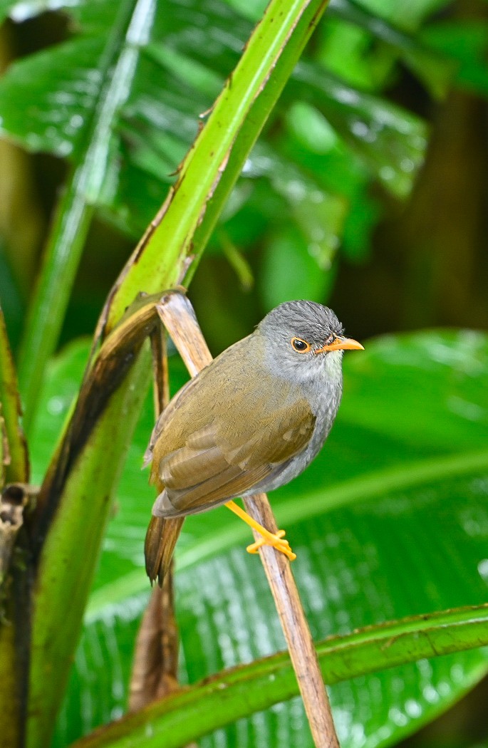 Orange-billed Nightingale-Thrush - ML622934478