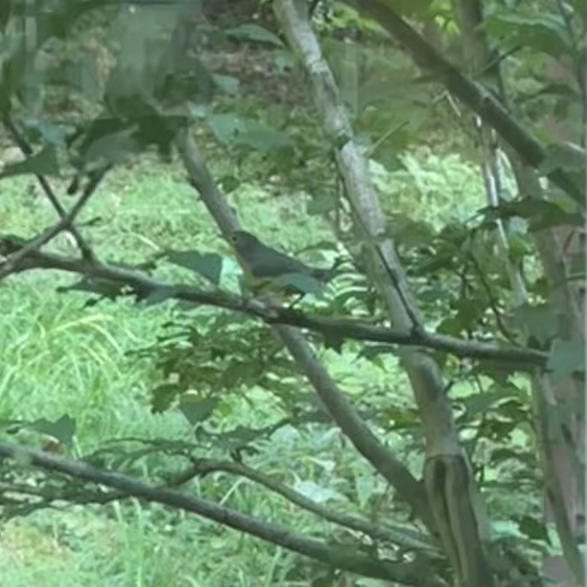 Nashville Warbler - ML622934559