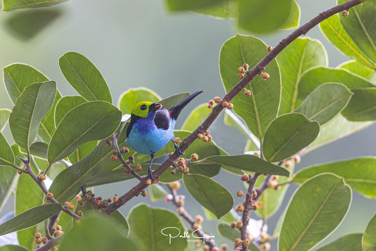 Paradise Tanager - Pablo Eguia