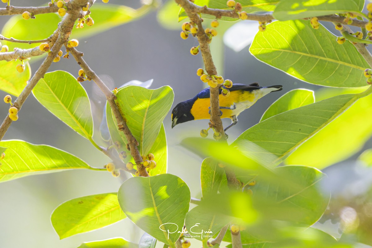 White-vented Euphonia - ML622934647