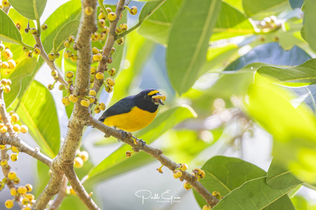 White-vented Euphonia - ML622934648