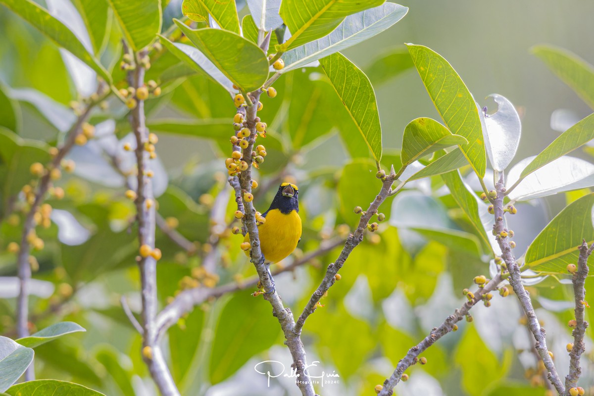 White-vented Euphonia - ML622934649