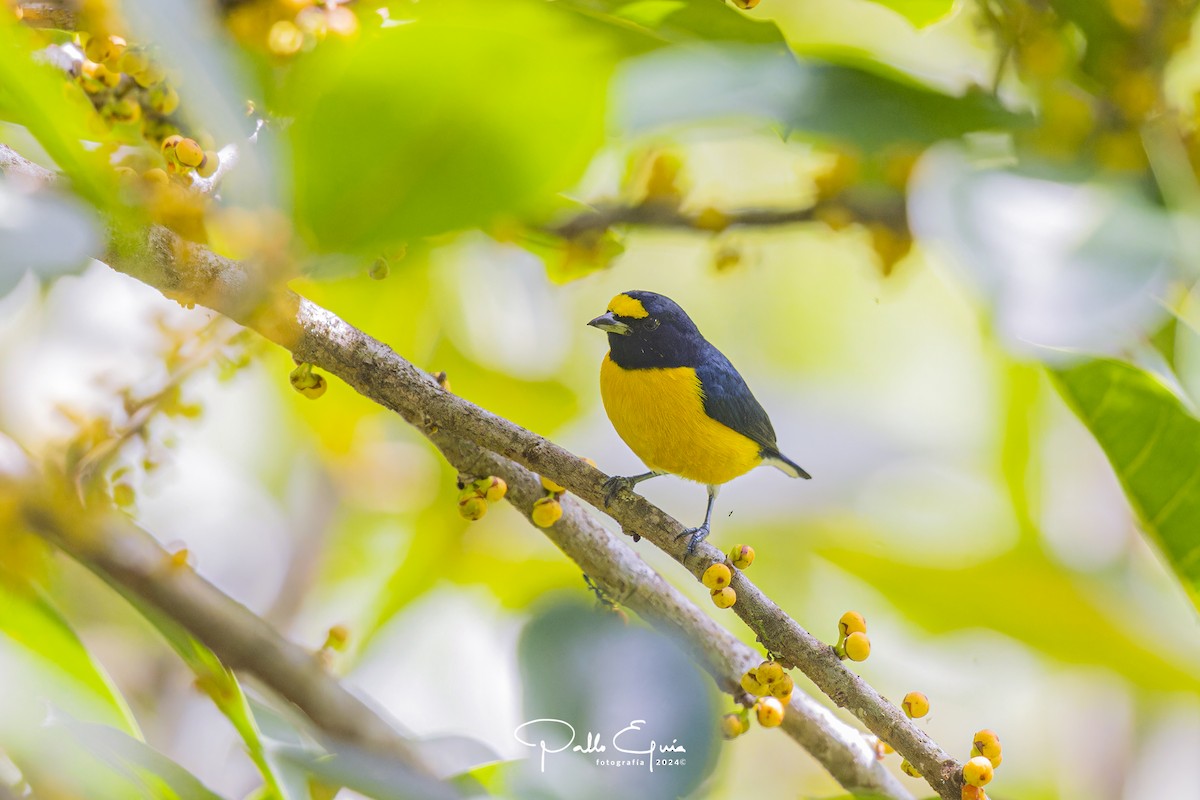 White-vented Euphonia - ML622934650