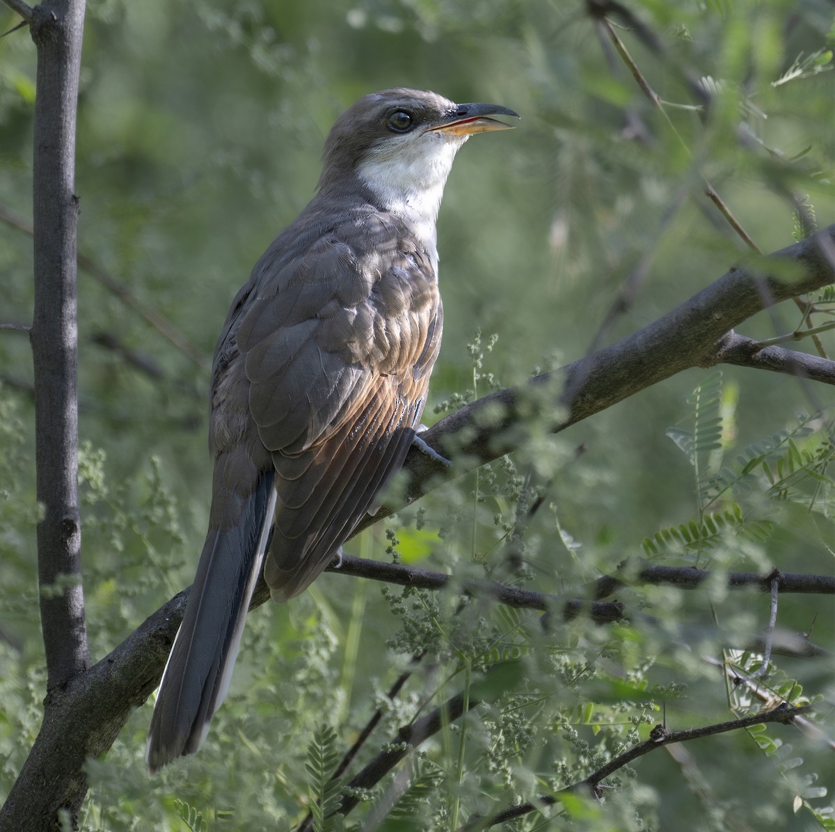 Yellow-billed Cuckoo - Francis Morgan