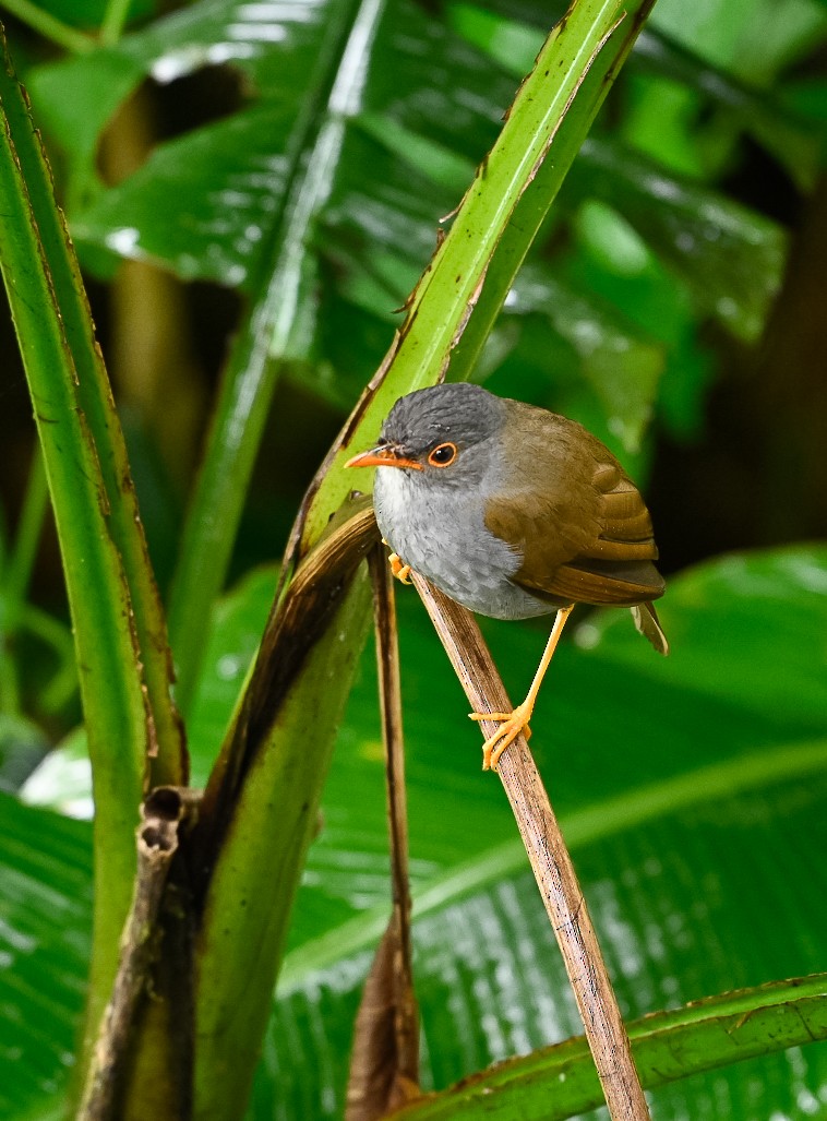 Orange-billed Nightingale-Thrush - ML622934660