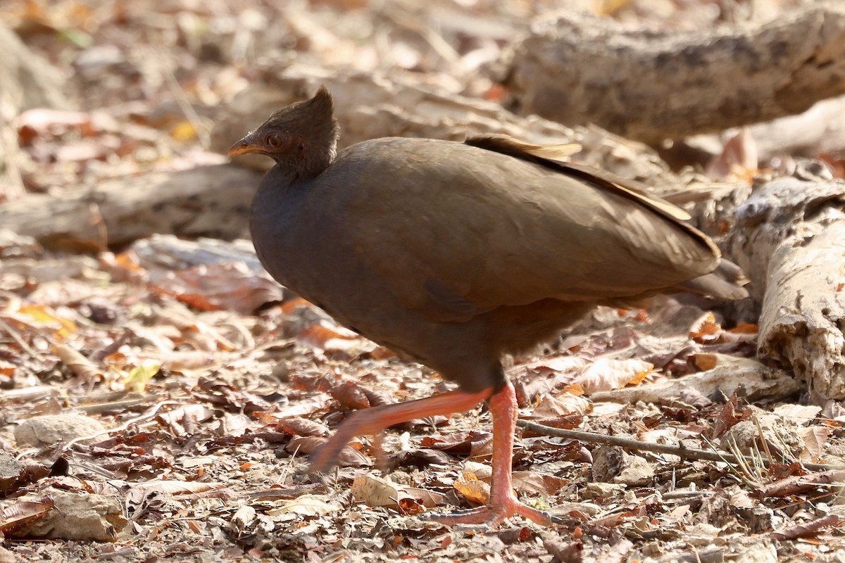 Orange-footed Megapode - Warwick Board