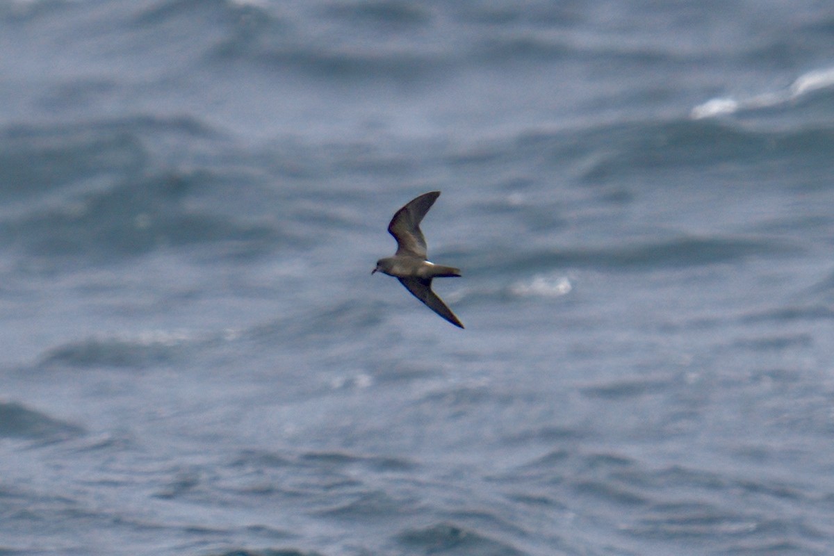 Leach's Storm-Petrel (Chapman's) - Mark Wilson