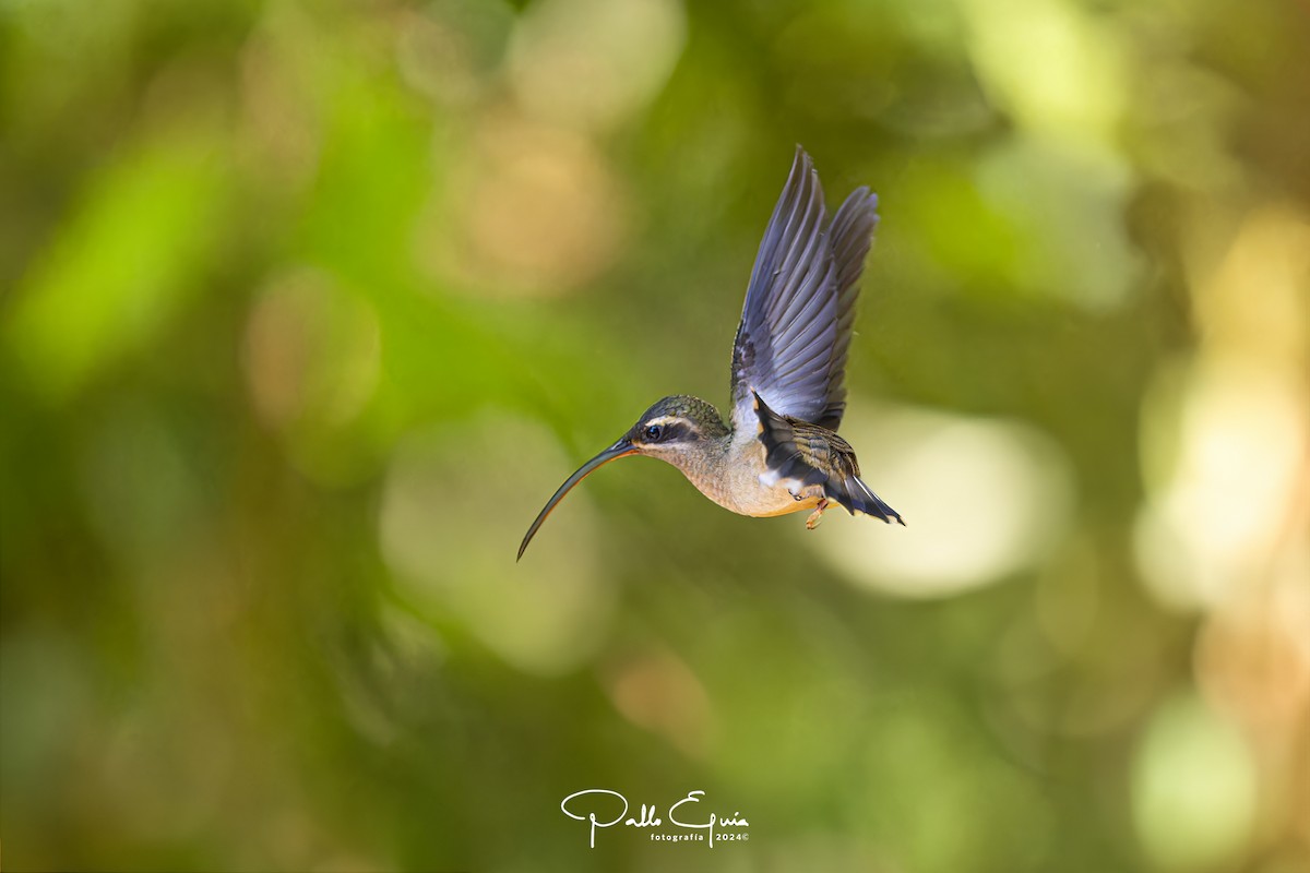 Great-billed Hermit (Amazonian) - ML622934755