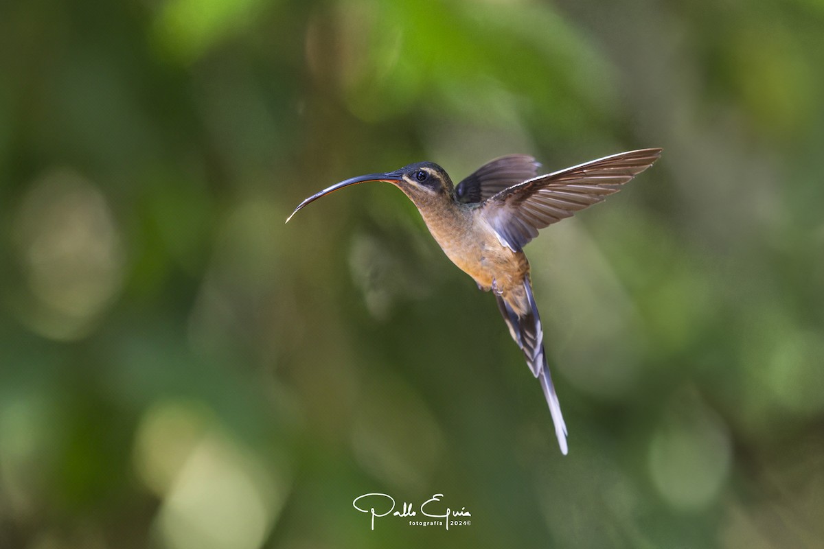 Great-billed Hermit (Amazonian) - ML622934756