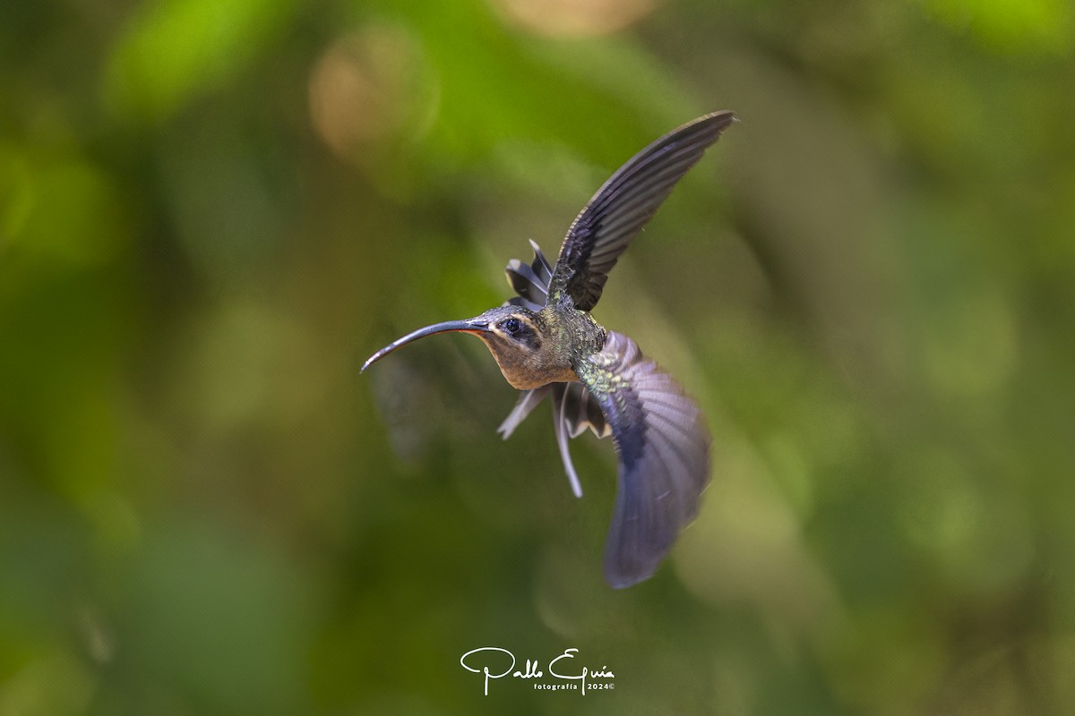 Great-billed Hermit (Amazonian) - ML622934757