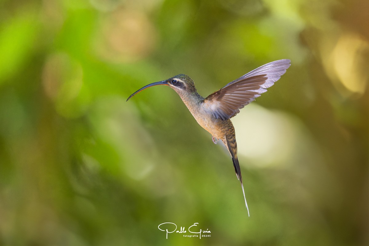 Great-billed Hermit (Amazonian) - ML622934758