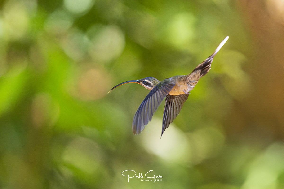 Great-billed Hermit (Amazonian) - ML622934759