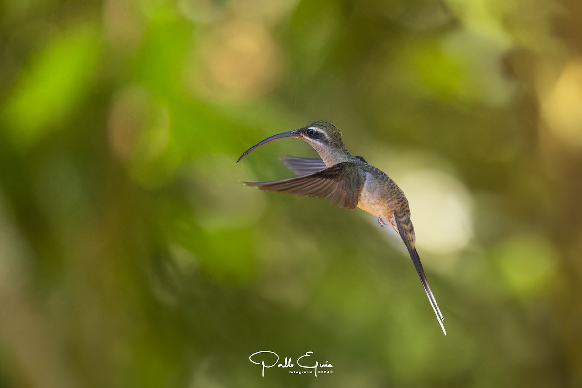 Great-billed Hermit (Amazonian) - ML622934761