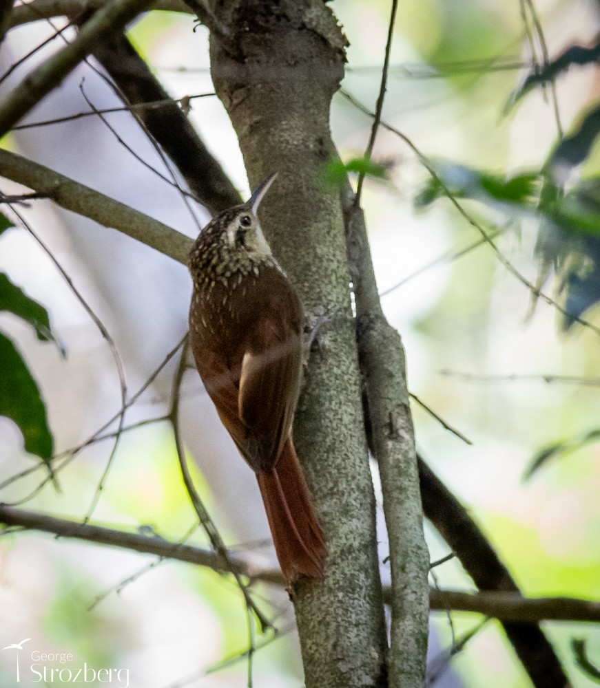 Lesser Woodcreeper - George Strozberg