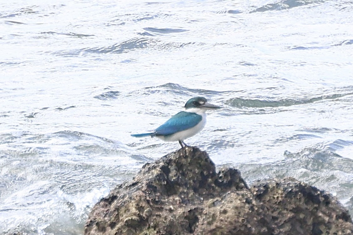 Collared Kingfisher (Collared) - ML622934829