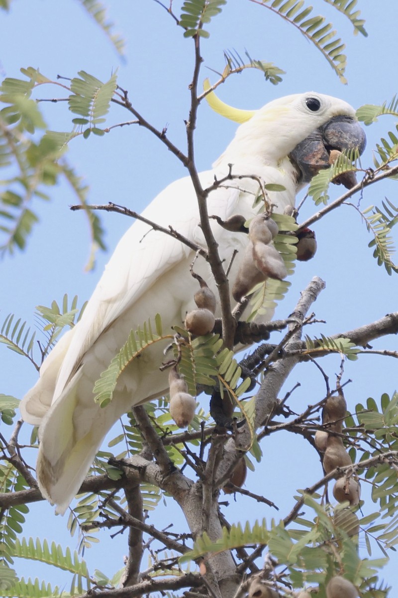 Yellow-crested Cockatoo - ML622934852